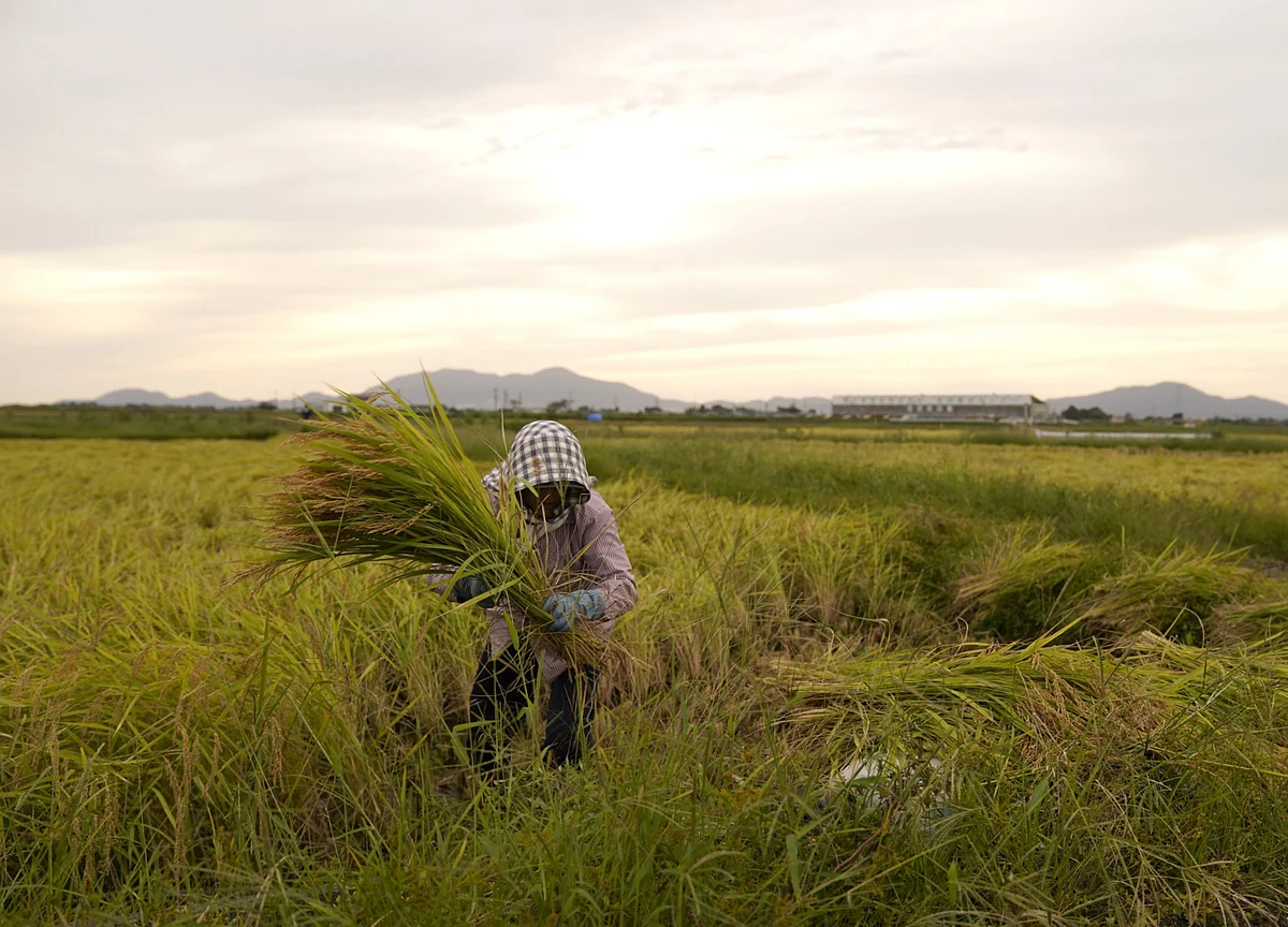 One Grain Is Keeping World’s Food Crisis From Getting Worse