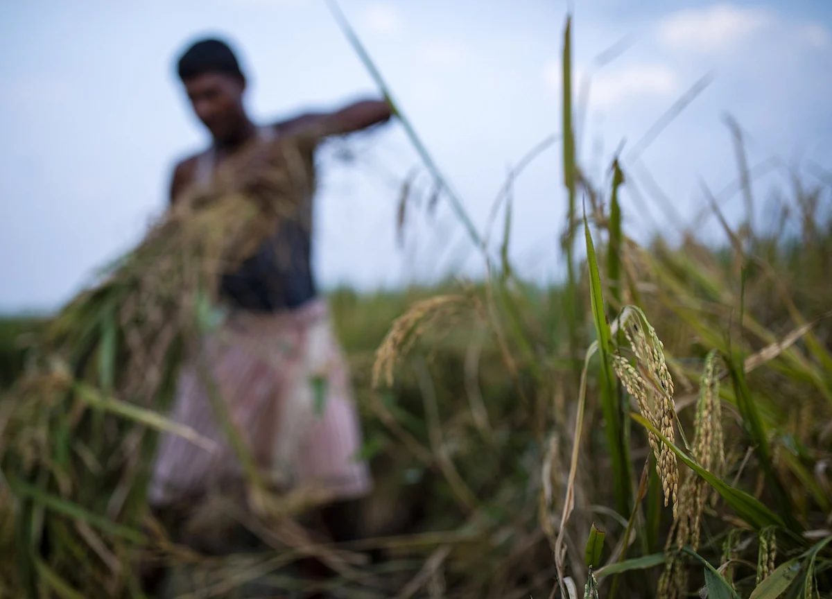 India Seen Keeping Lid on Global Rice Prices With Record Exports