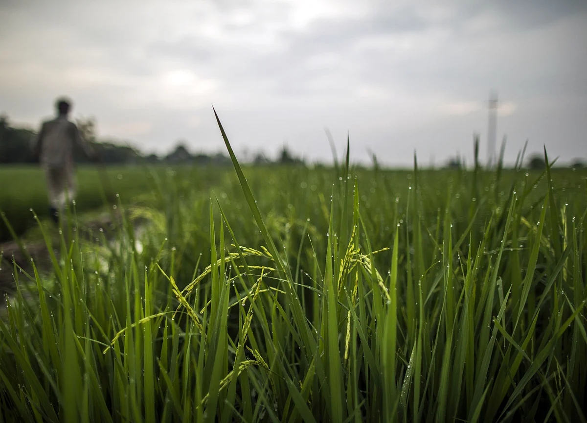 Plentiful Rain Forecast Boosts India’s Farm Output Prospects