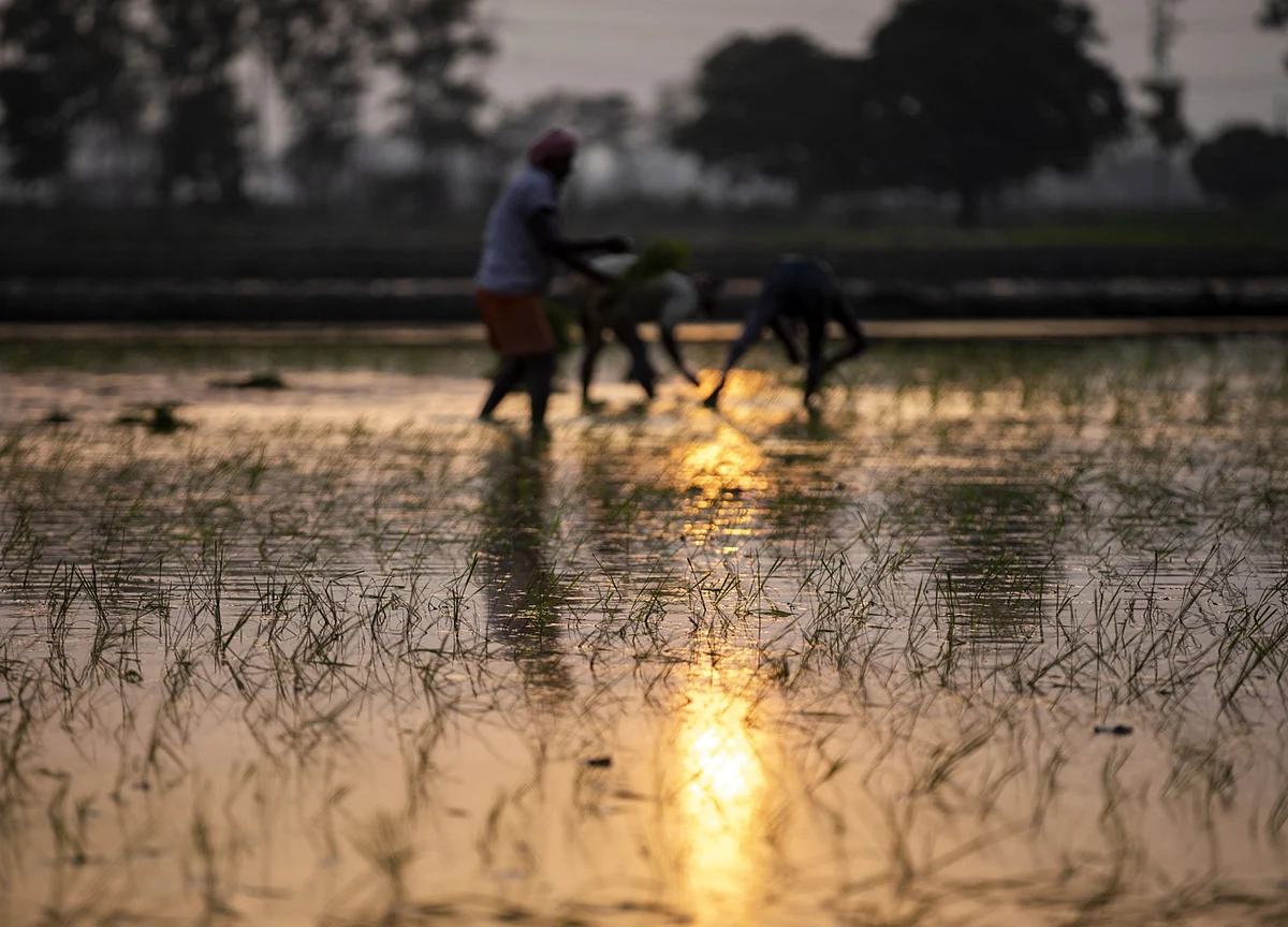 Cabinet Approves Minimum Support Price Hike For Kharif Crops