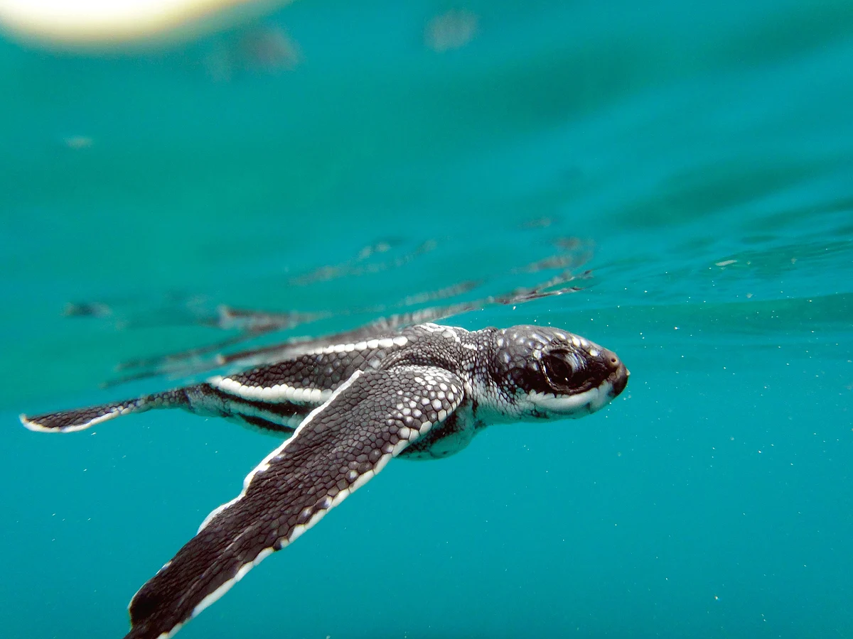 <div class="paragraphs"><p>Leatherback Turtle hatchling. (Photograph: Adhith Swaminathan, Via Neha Sinha)</p></div>