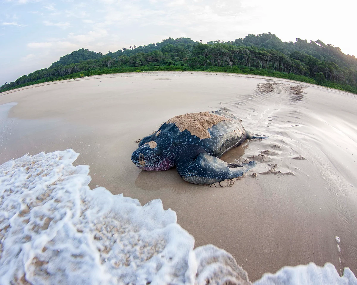 <div class="paragraphs"><p>Adult Leatherback Turtle. These are the biggest turtles on earth, and can weigh above 500 kilograms.(Photograph: Adhith Swaminathan, Via Neha Sinha) </p></div>