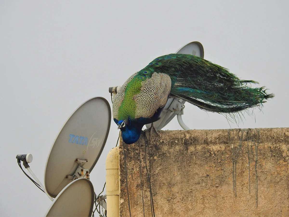 <div class="paragraphs"><p>In cities, the birds have made themselves at home in rooftops with dish antennas. (Photograph: Neha Sinha)</p></div>