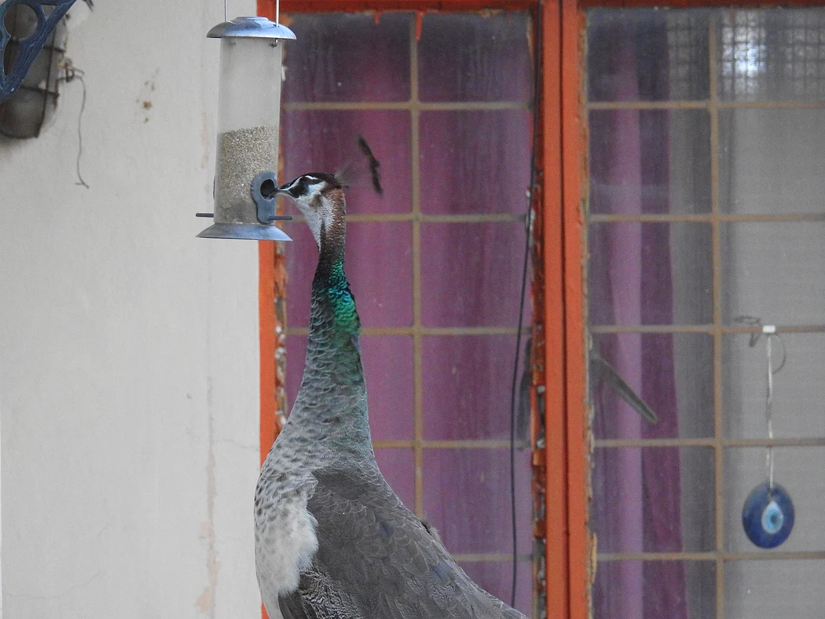 <div class="paragraphs"><p>A peahen helps herself to a bird feeder in Delhi. (Photograph: Neha Sinha)</p></div>