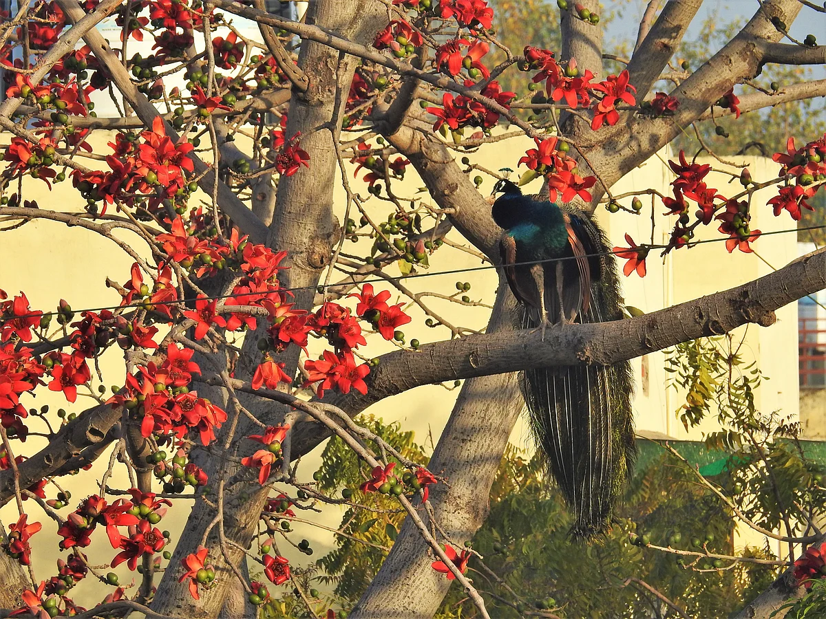 <div class="paragraphs"><p>Like a modern Mughal painting, a peacock sits on a blossoming Semal tree. (Photograph: Neha Sinha)</p></div>