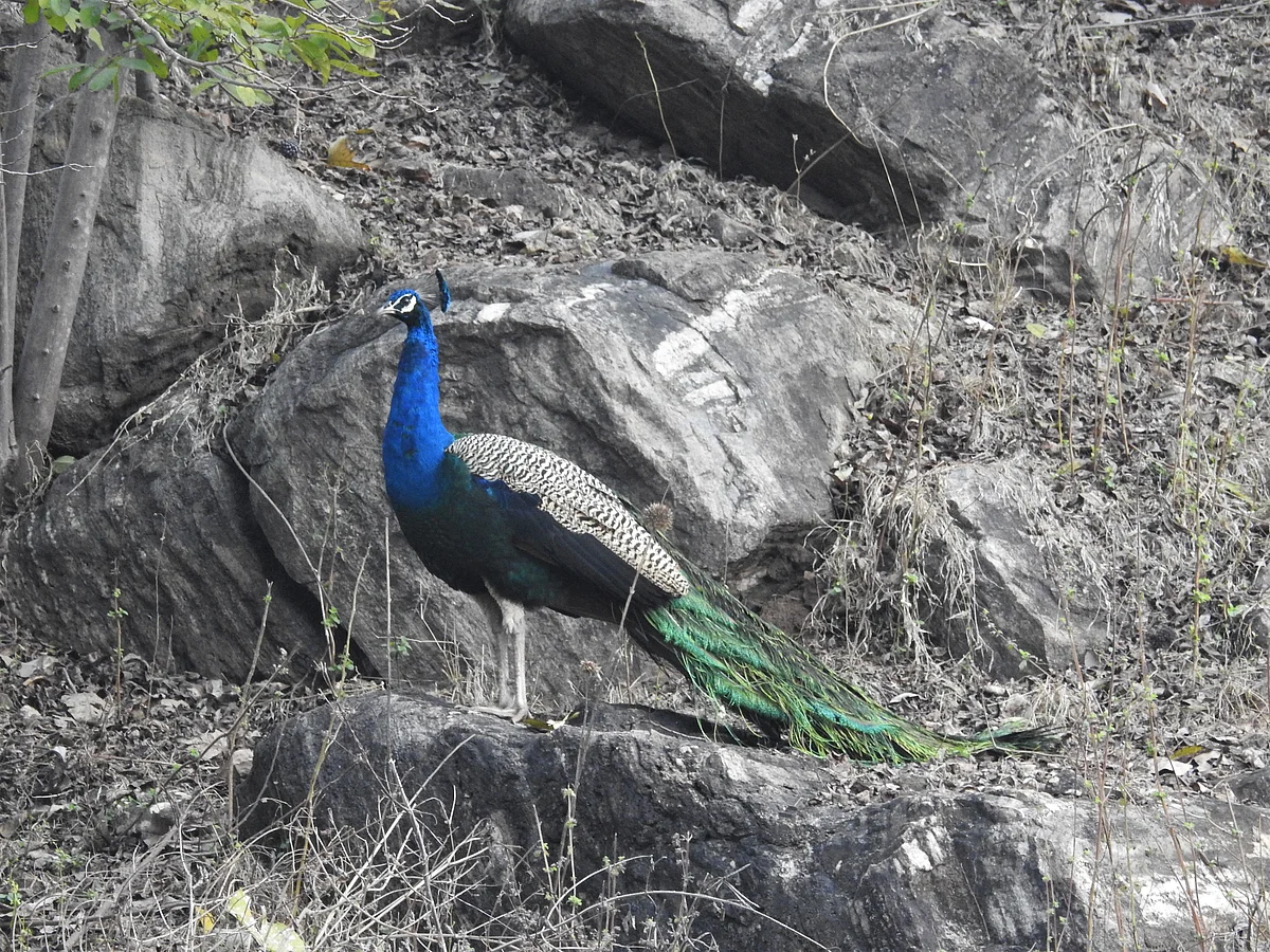 <div class="paragraphs"><p>A peacock framed against a hot, deciduous forest. (Photograph: Neha Sinha)</p></div>