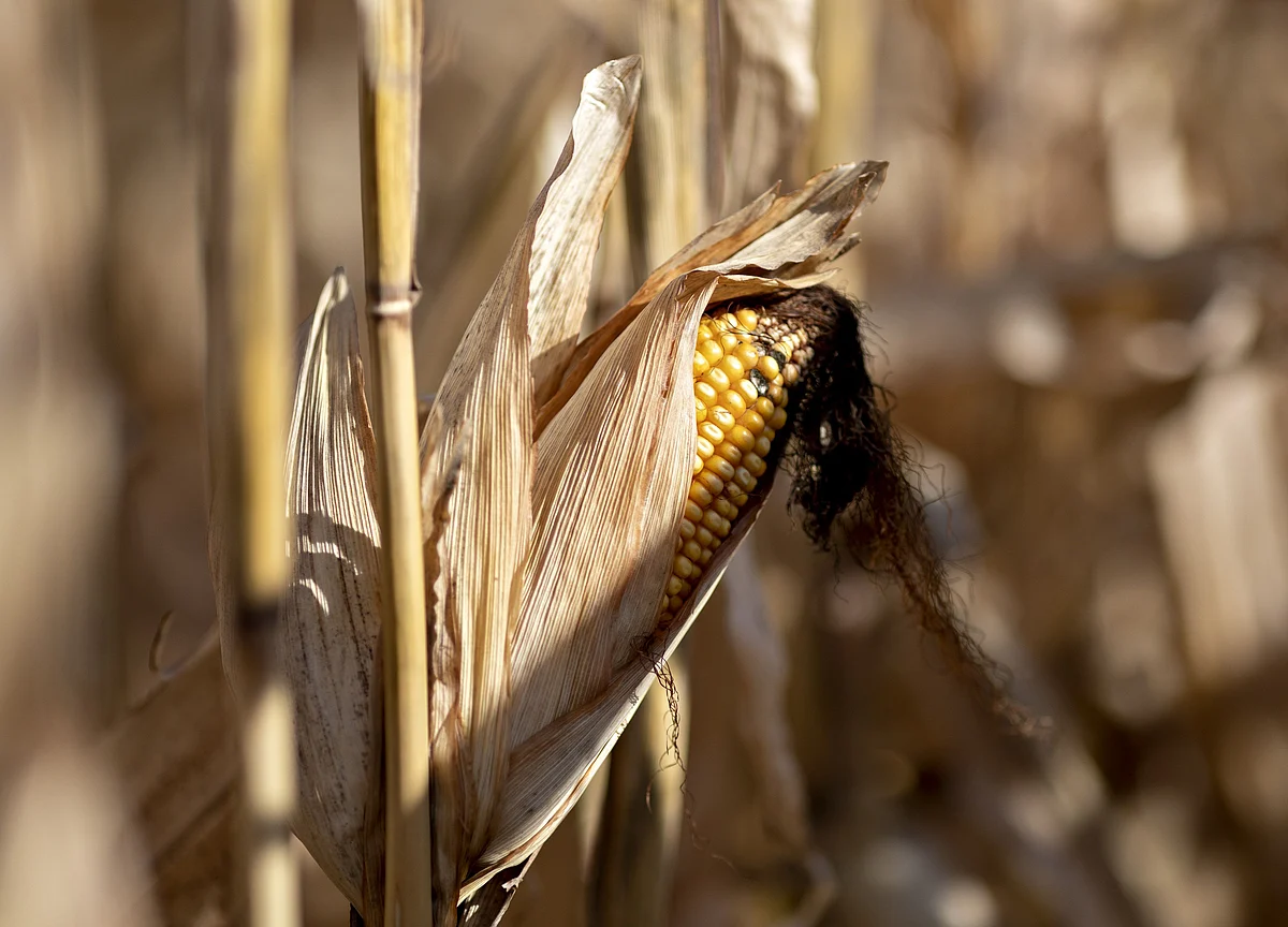 China Set to Hit Pause Button on U.S. Corn Buying on Weak Market