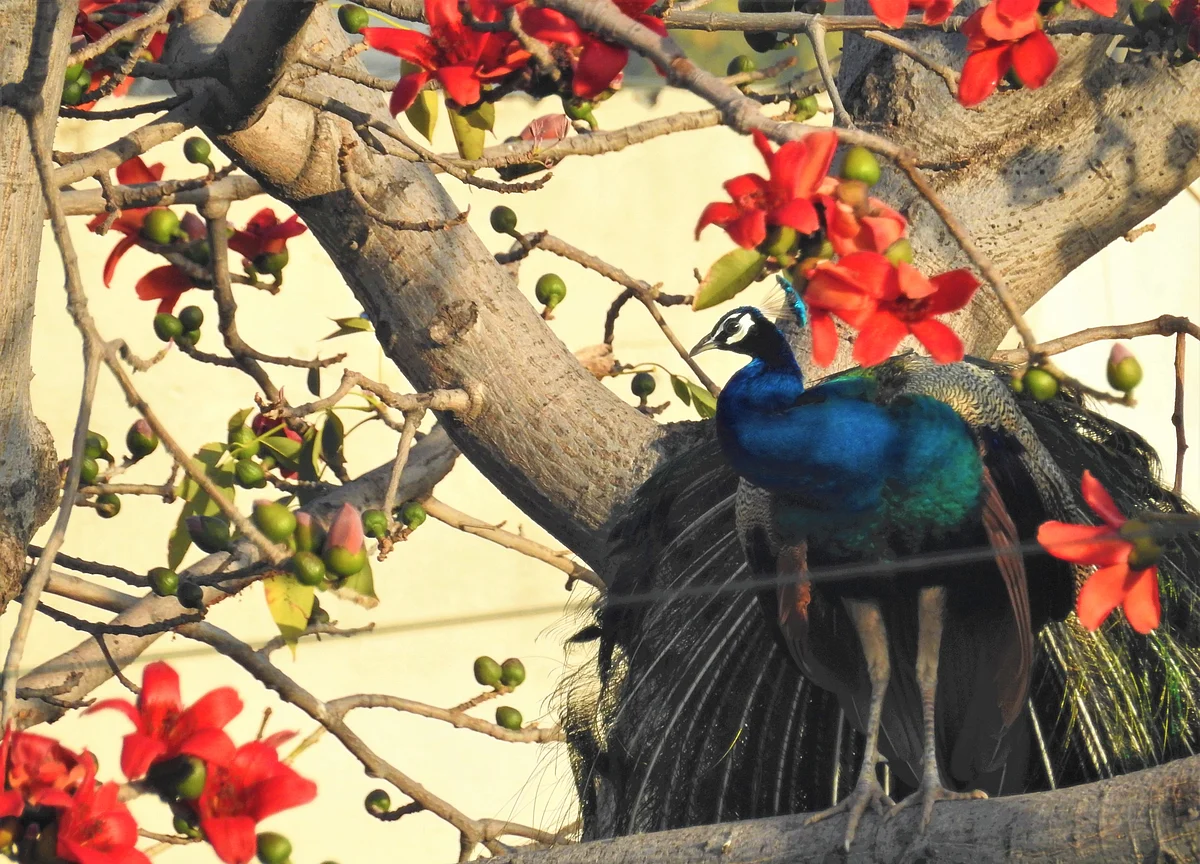 Prancing Peacocks: An Indian Monsoon Story