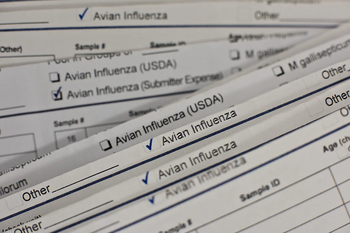 Boy Dies of Bird Flu in India’s First Case of Human Death