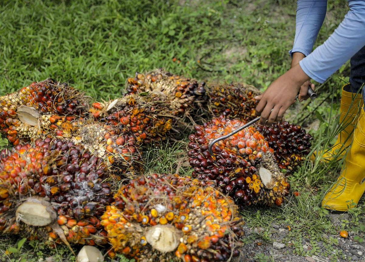 Godrej Agrovet Company Update - Rising Palm Oil Prices Expected To Taper: Motilal Oswal