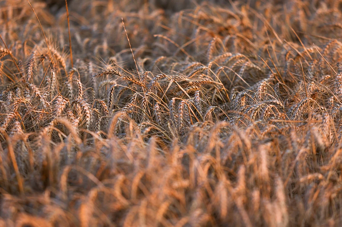 Wheat Gains as Traders Weigh Export Prospects Amid Hurricane Ida