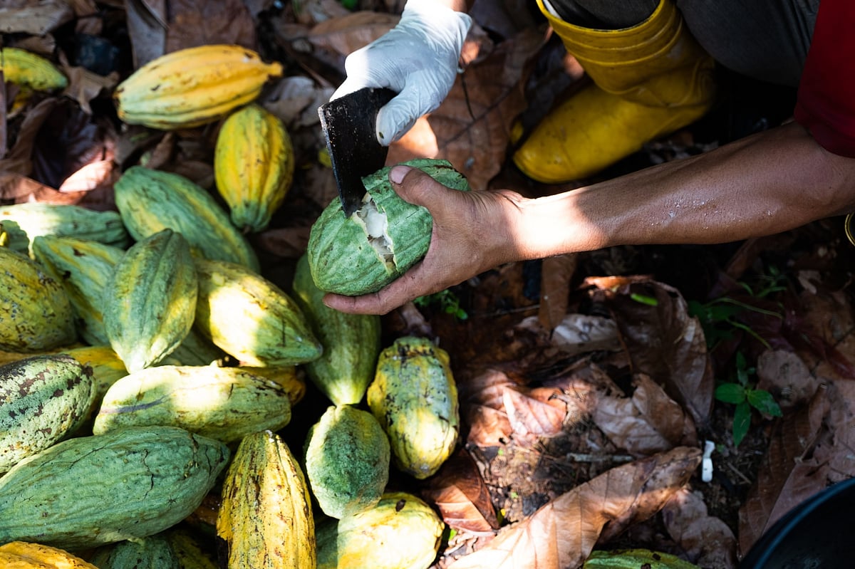 Nestle to Pay Cocoa Farmers Cash Incentives to Fight Child Labor - Vimarsana News