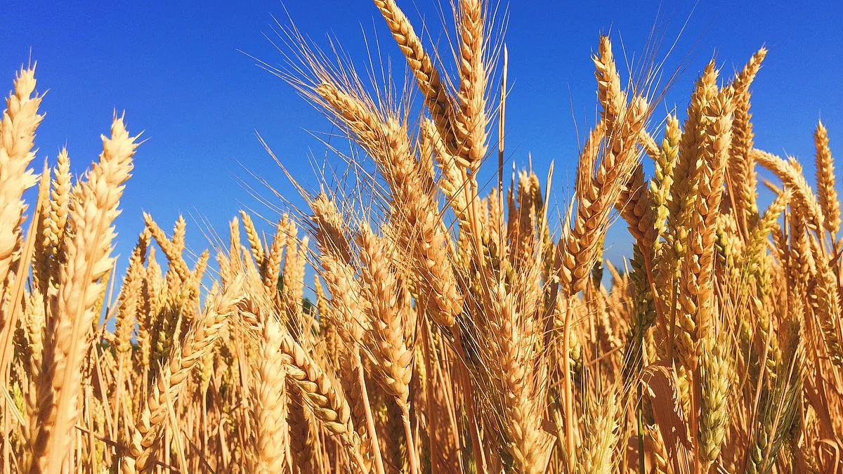 <div class="paragraphs"><p>Wheat fields. (Source: Melissa Askew/Unsplash)</p></div>