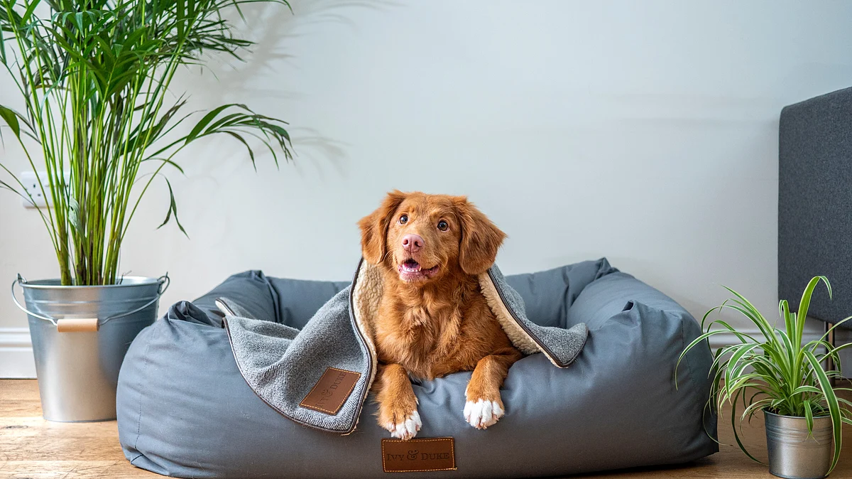 <div class="paragraphs"><p>(Source: <a href="https://unsplash.com/@jamie452?utm_source=unsplash&utm_medium=referral&utm_content=creditCopyText">Jamie Street</a>/ <a href="https://unsplash.com/s/photos/pet-care?utm_source=unsplash&utm_medium=referral&utm_content=creditCopyText">Unsplash</a>)</p></div>