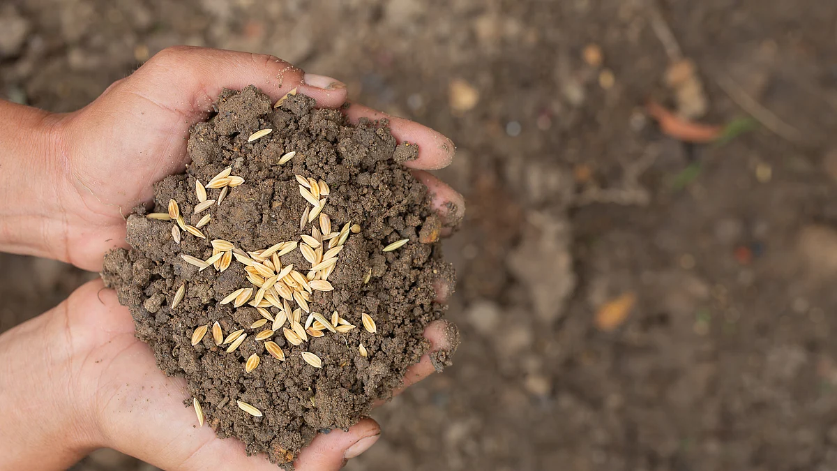 <div class="paragraphs"><p>Paddy seeds. (Source: freepik)</p></div>