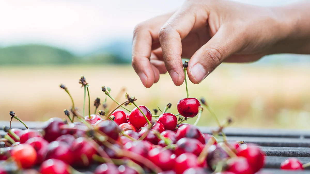 <div class="paragraphs"><p>Picking cherries. (Source: freepik)</p></div>
