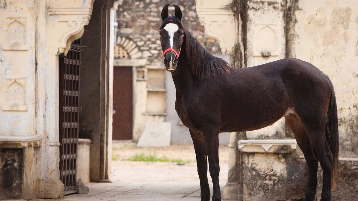 <div class="paragraphs"><p>A Marwari Horse. (Source: FEI website)</p></div>
