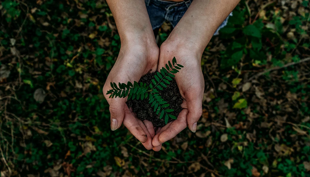 <div class="paragraphs"><p>(Source: <a href="https://unsplash.com/@noahbuscher?utm_source=unsplash&utm_medium=referral&utm_content=creditCopyText">Noah Buscher</a> on <a href="https://unsplash.com/s/photos/planting-trees?utm_source=unsplash&utm_medium=referral&utm_content=creditCopyText">Unsplash</a>)</p></div>