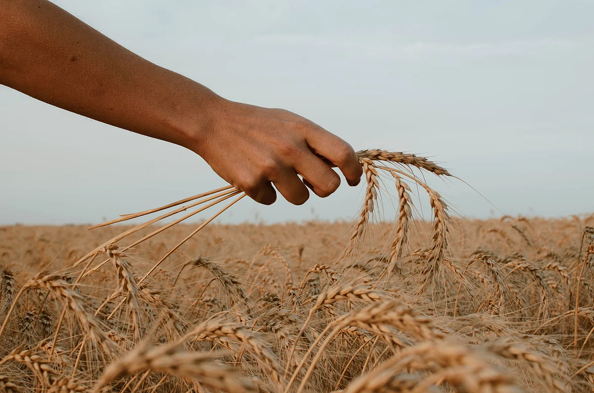 <div class="paragraphs"><p>(Source: <a href="https://unsplash.com/@pazarando?utm_source=unsplash&utm_medium=referral&utm_content=creditCopyText">Paz Arando</a> on <a href="https://unsplash.com/s/photos/Wheat?utm_source=unsplash&utm_medium=referral&utm_content=creditCopyText">Unsplash</a>)</p></div>