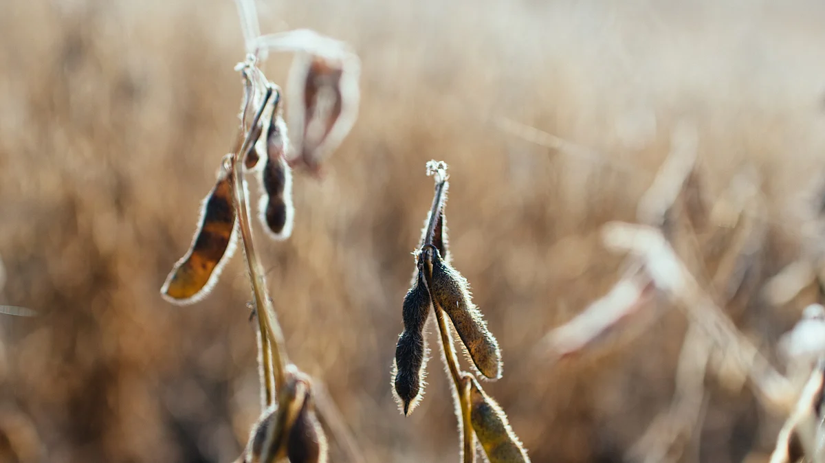<div class="paragraphs"><p>Soy beans in a field that are ready for harvest. (Source: Kelly Sikkema/Unsplash)</p></div>