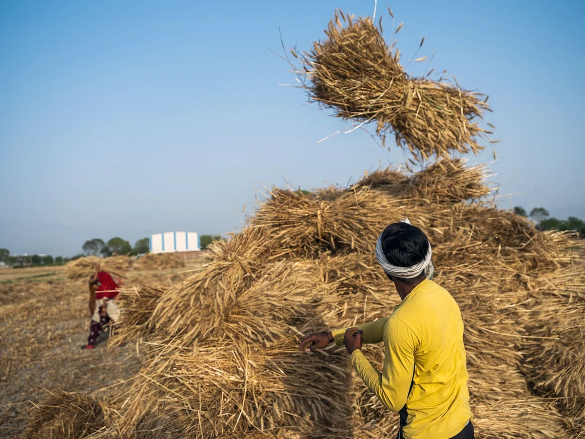 Farmhands throw bundles of hand cut wheat onto a heap while harvesting a field in the Panipat district of Haryana, India, on Sunday, April 11, 2021. India's all-important monsoon will probably be close to normal this year amid the absence of El Nino or La Nina weather patterns during the four-month wet season, according to AccuWeather Inc. Insufficient rainfall in the world's second-largest producer of rice and wheat, often leads to drinking-water shortages, lower crop output and higher imports of commodities. Photographer: Prashanth Vishwanathan/Bloomberg