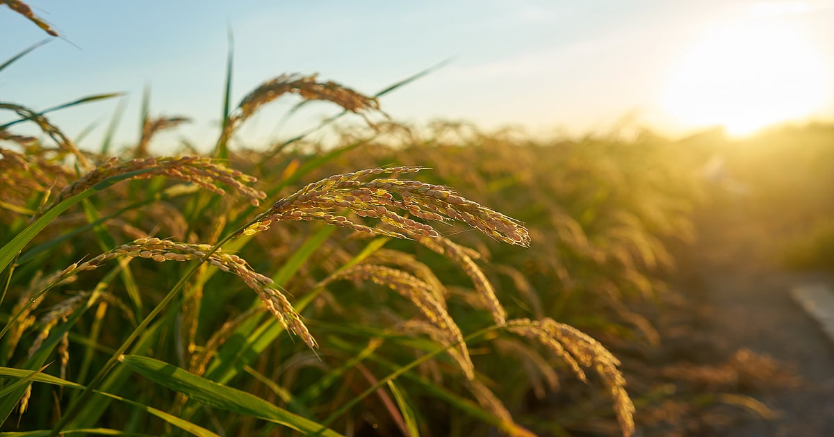 Adequate supply of wheat, rice, sugar, edible oils & close government vigil to prevent sharp price hikes during upcoming festival season