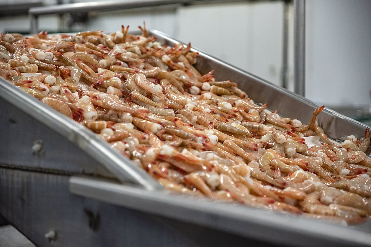 Shrimp Exports India’s Shrimp Exports To U.S. Fall For The First Time In At Least 18 Months