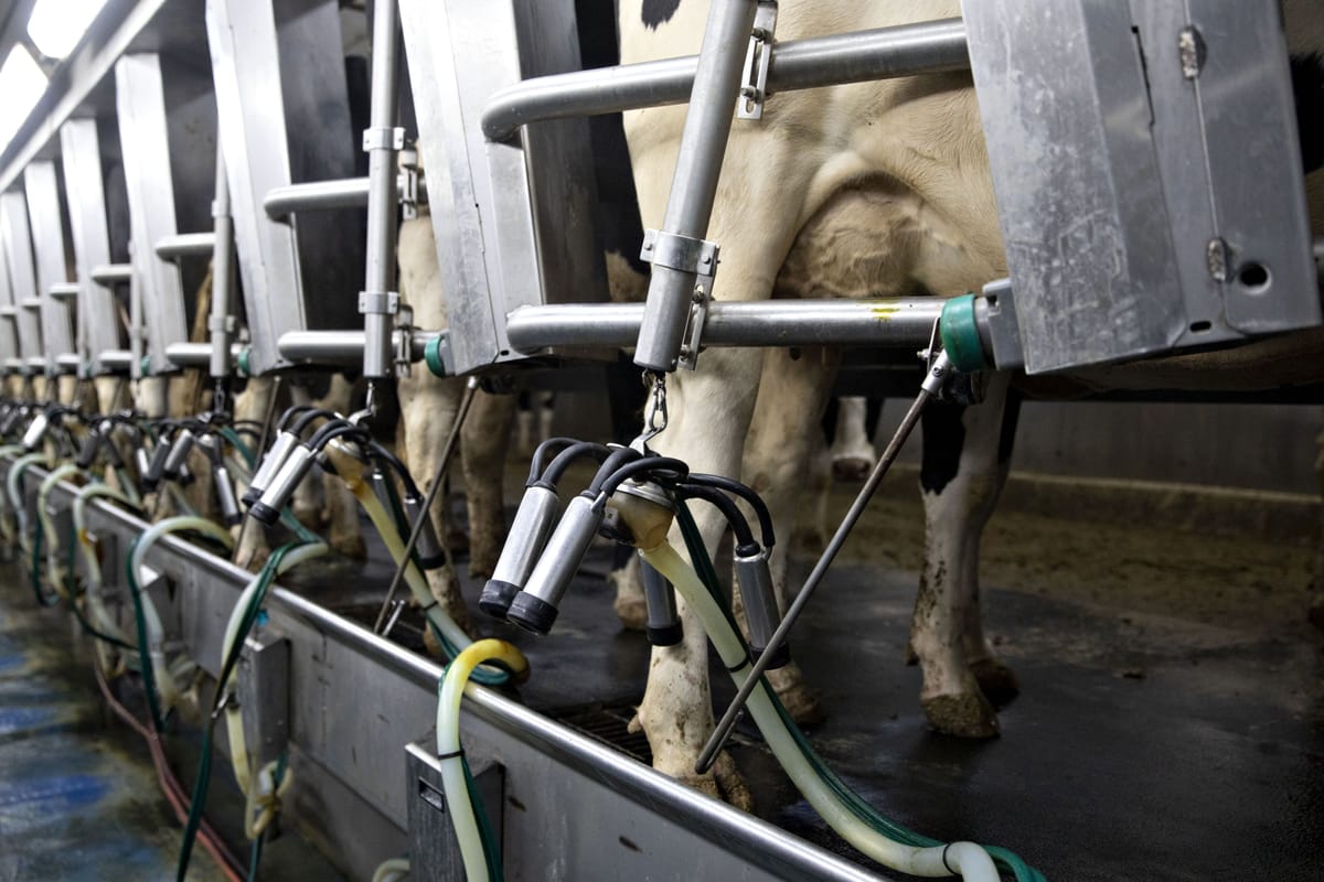 ICICI Securities Dairy Companies Expect Higher P E Ratio