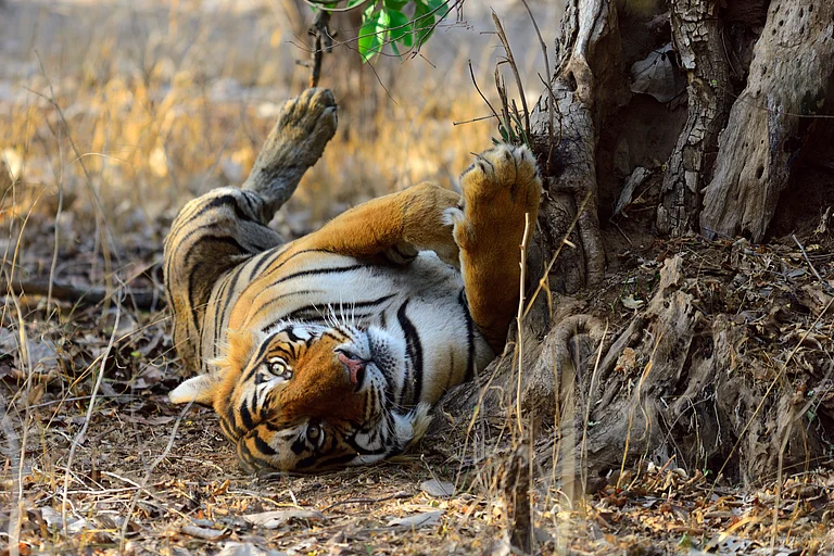Distress Signals From India’s Tiger Reserves 1