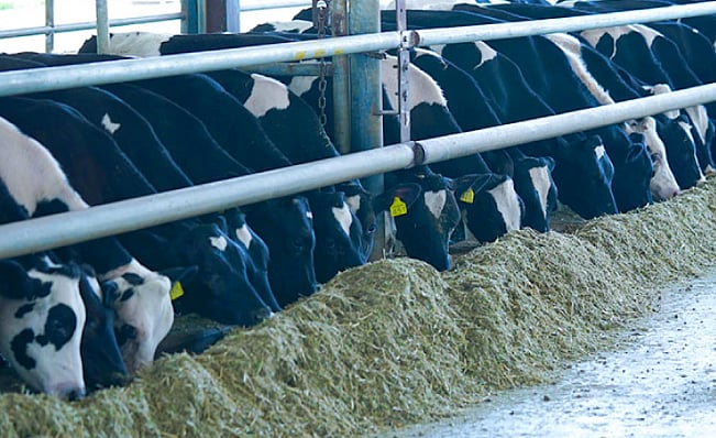 Godrej Agrovet Share Value Beneficial properties The Most in 15 Weeks On Palm Oil Cultivation Deal