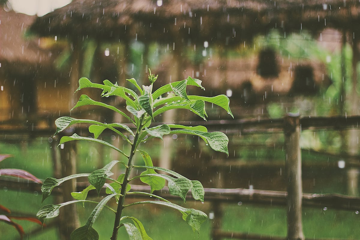 Delayed Monsoon Can Influence Inflation; Anticipate FY24 CPI At 5.2%: Deutsche Financial institution