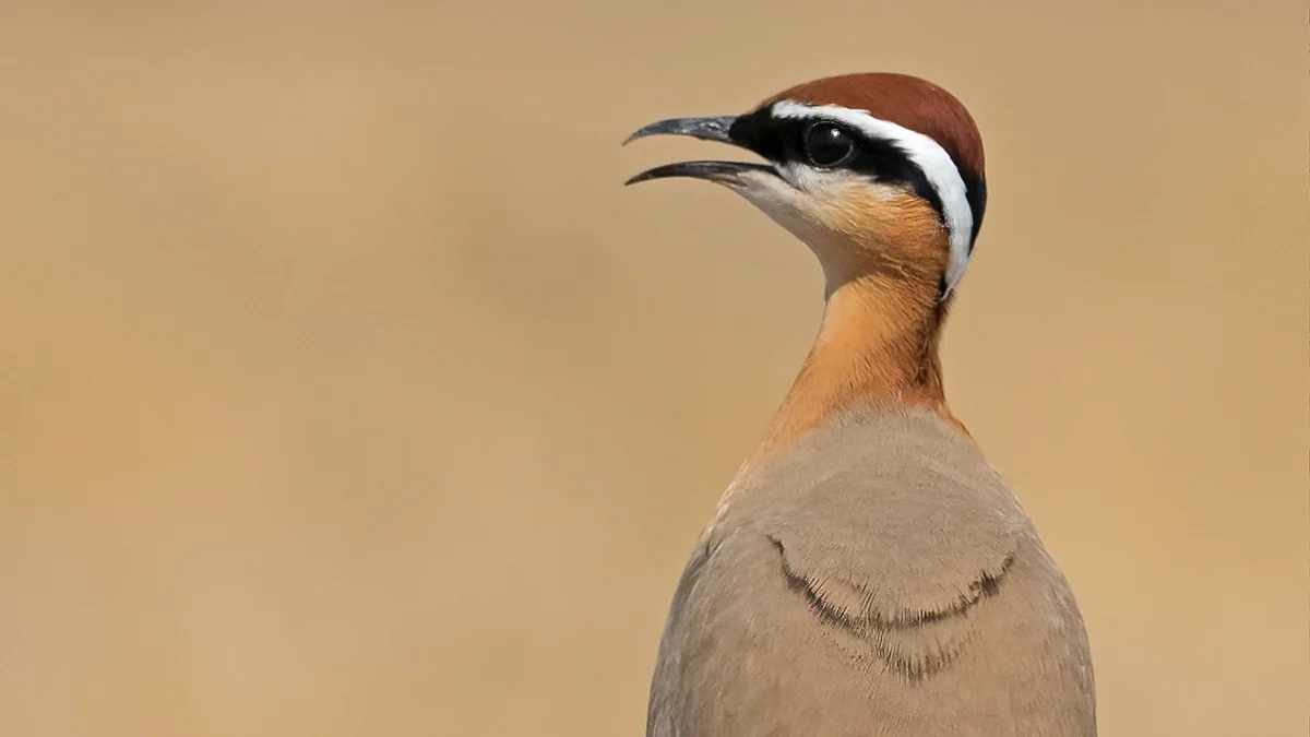 Birds of India: Indian courser