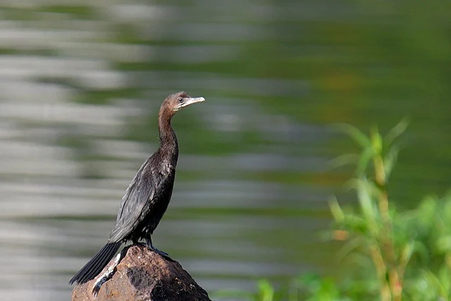 A cormorant watching the river flow by