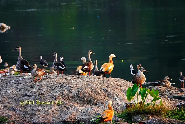 A plethora of ducks standing on a rock by the Mula-Mutha