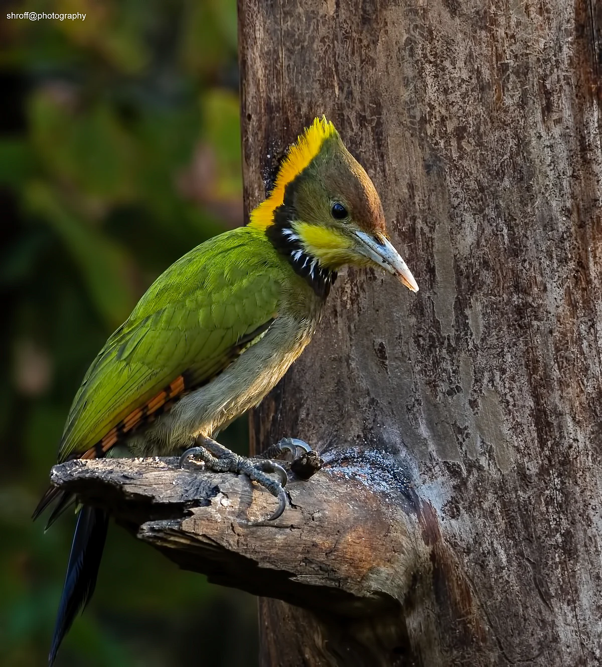 Birds of India: Greater yellownape woodpecker