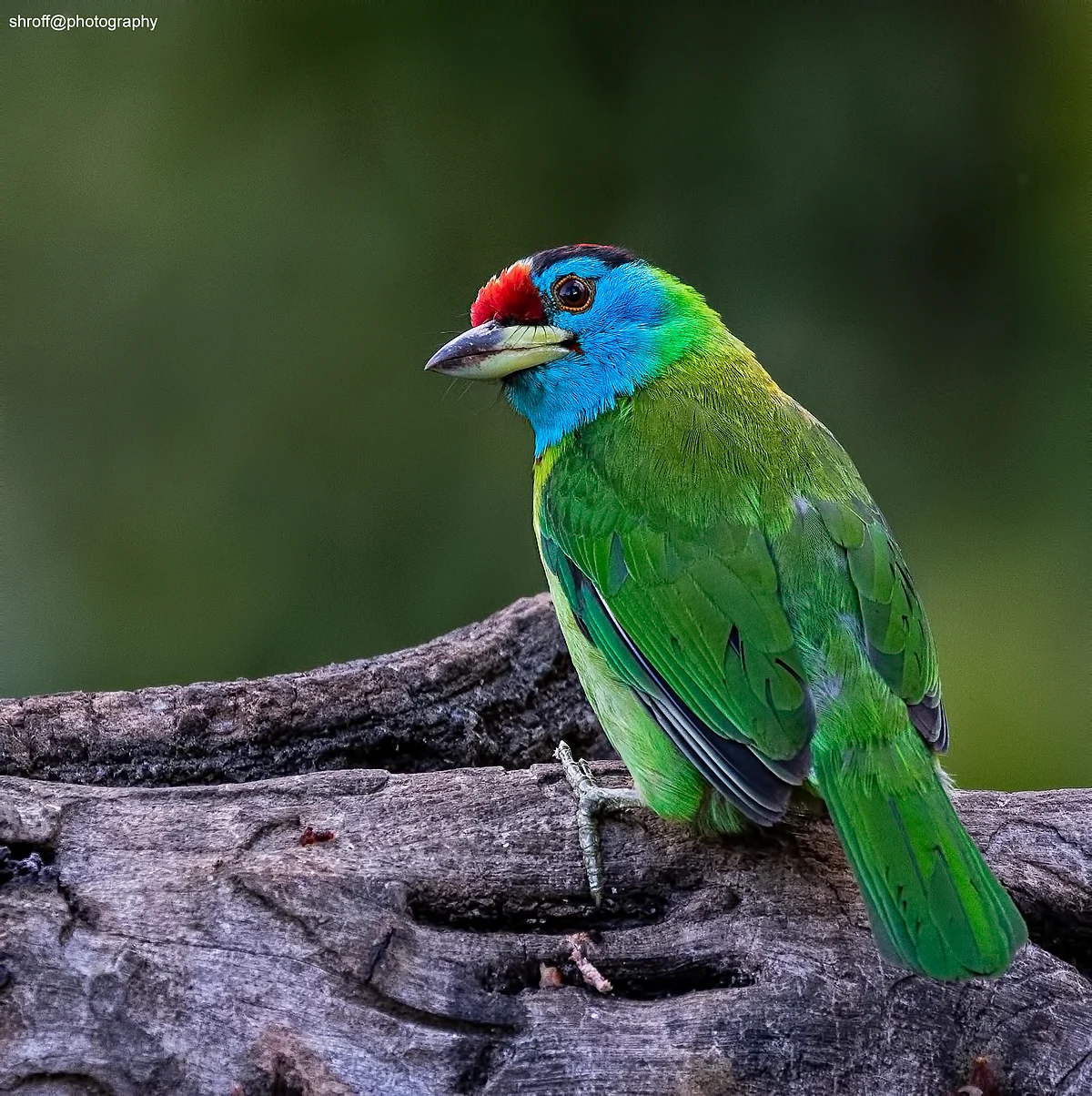Birds of India: Blue-throated barbet