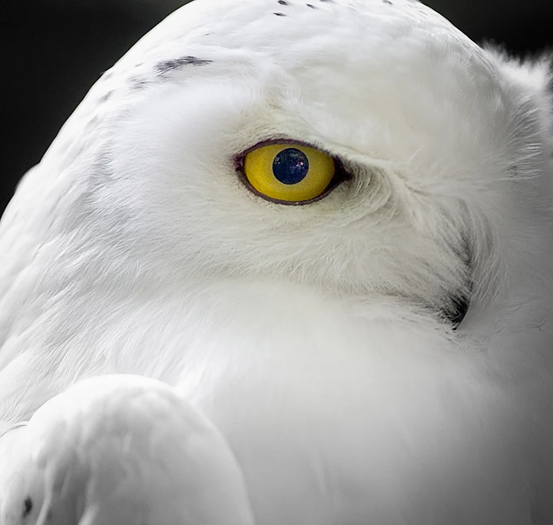 Snowy owl