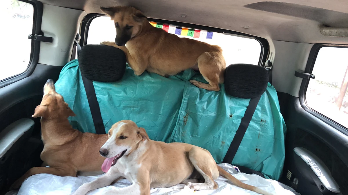 Affordable transportation for neglected furry friends