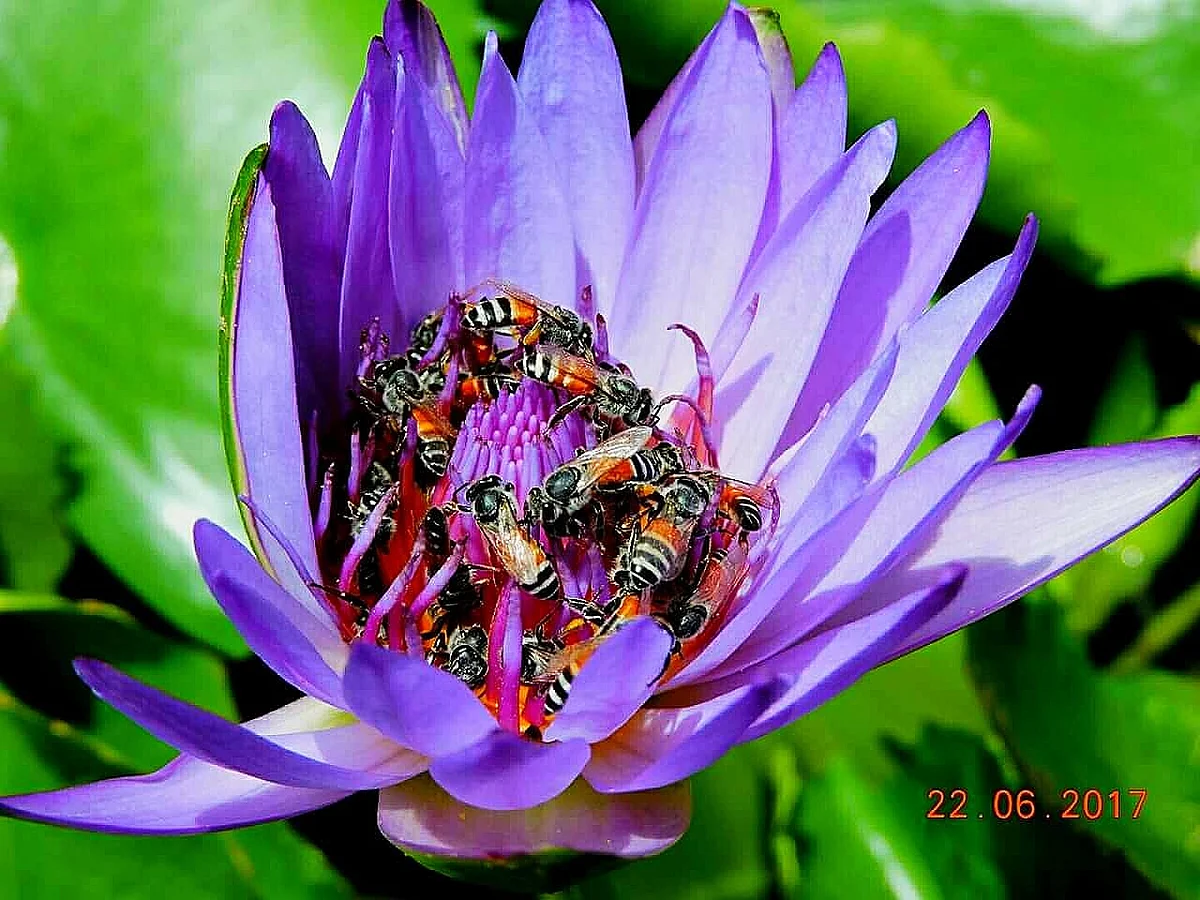 Bees on a water lily