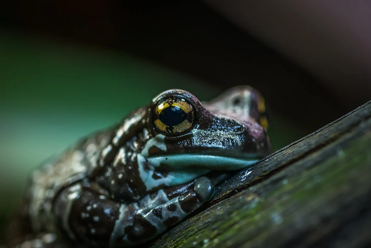 A tale of toad romance
