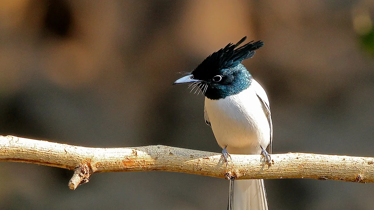 Birds of India: Indian paradise flycatcher