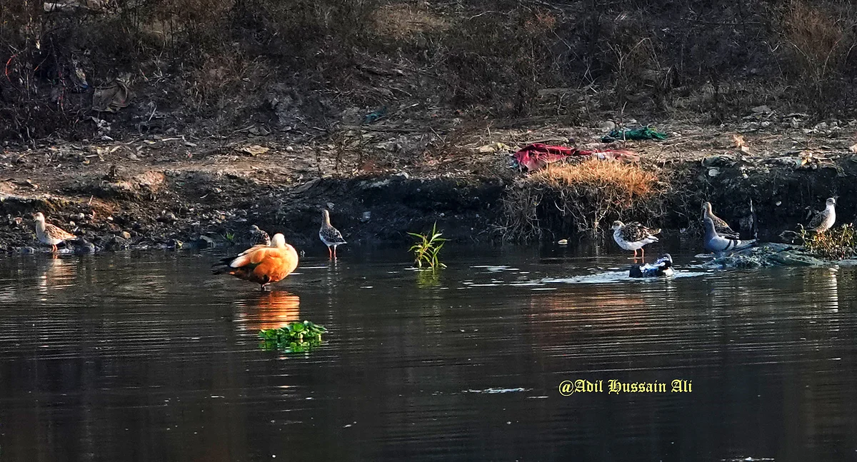 Birds amid some litter along the banks of the Mula-Mutha