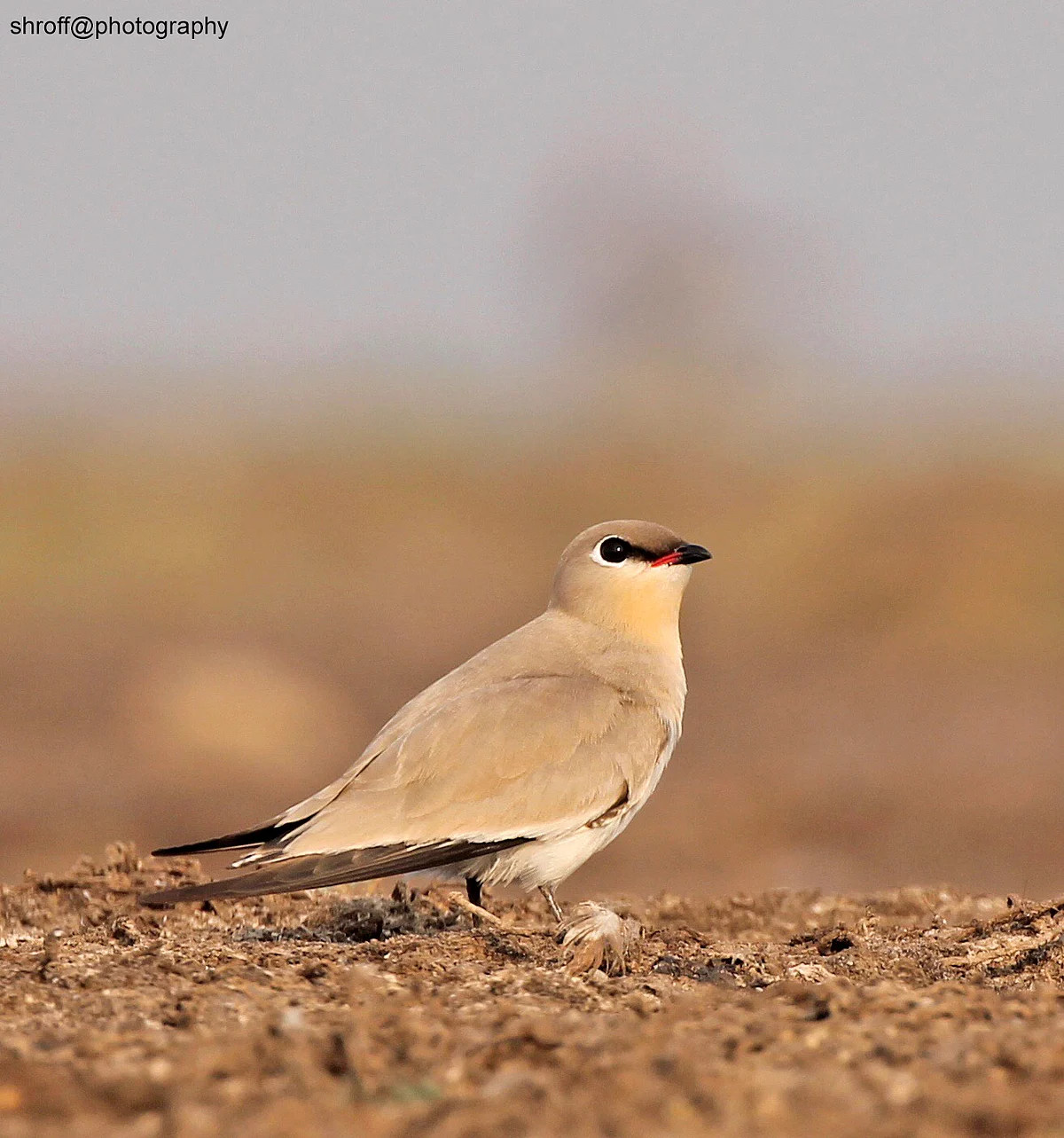 Birds of India: Small pratincole