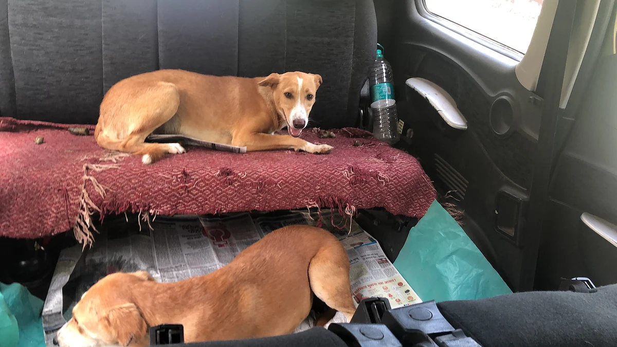 Private car used to transport injured animals