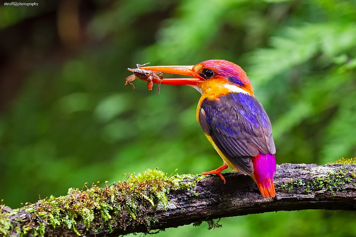 Birds of India: Oriental dwarf kingfisher