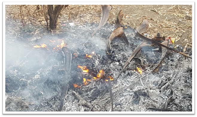 Burning leaves