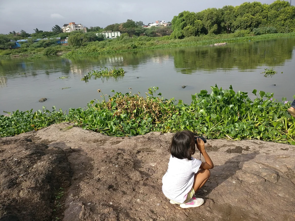 Little Ojasvi peering through the binoculars on a rocky bank of the river infested with water hyacinth