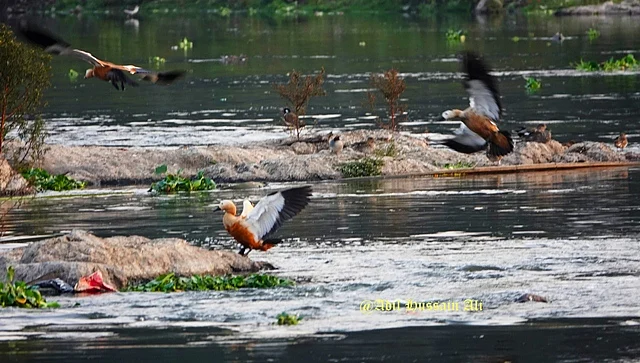 Migratory ruddy shelducks alighting on the shallow river banks