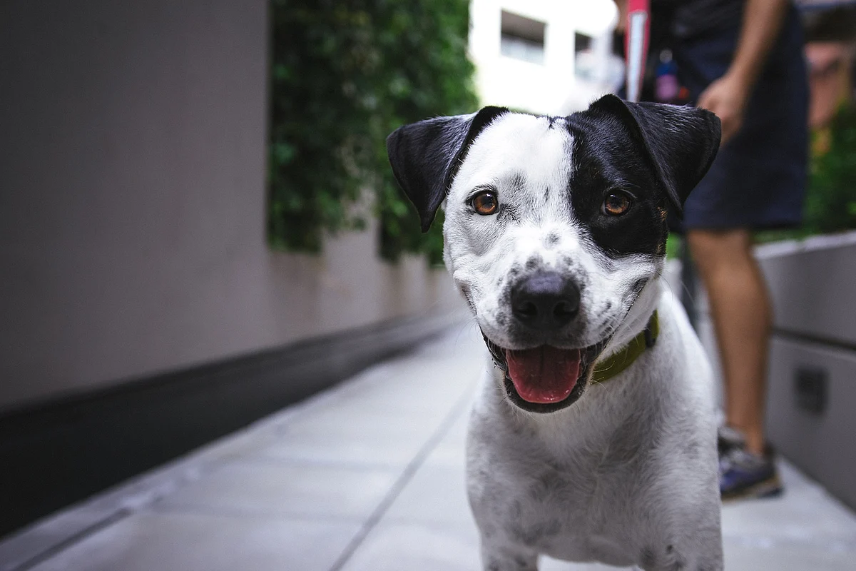 Patch Khanna, the stray who adopted them