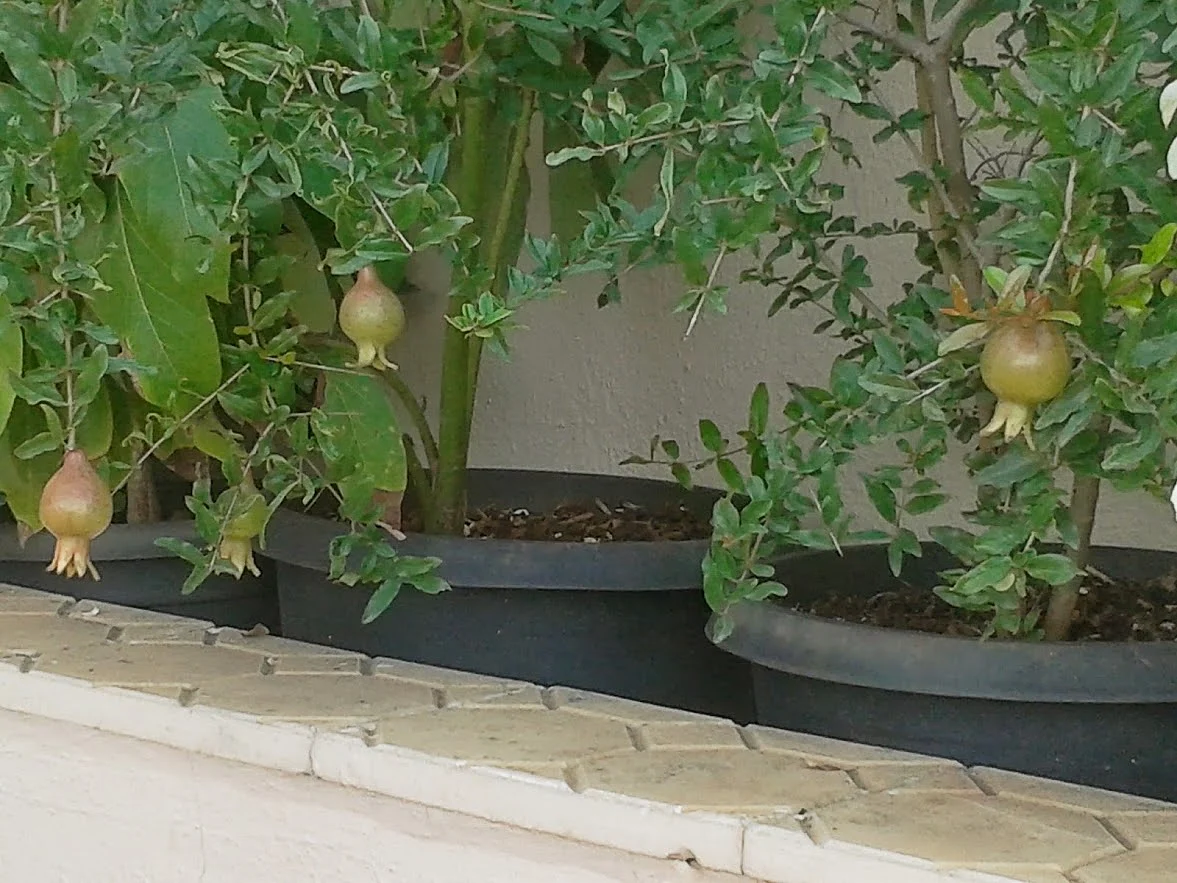 Pomegranate